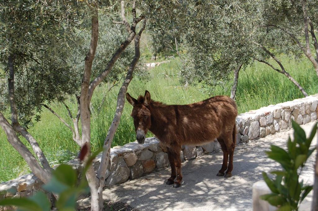 Olympos Mitos Otel Dış mekan fotoğraf